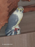 1.4.2026- Muzeum Sokolov