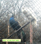 Výlet Opárno prosinec 2025